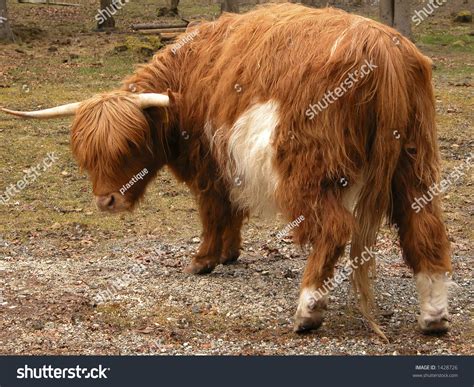 The famous highland cows of scotland with long hair and horns. Long-Haired Scottish Cattle Stock Photo 1428726 : Shutterstock