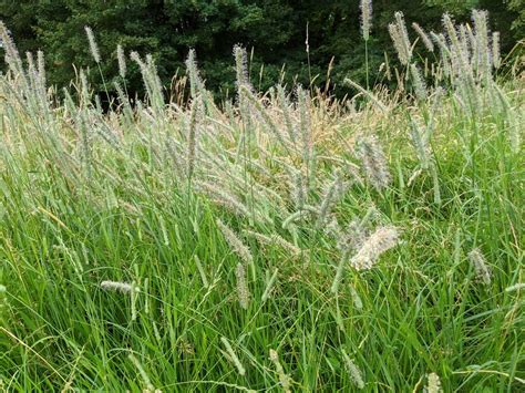 Timothy Grass Allergy Symptoms Treatment And Foods To Avoid