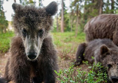 Wild Brown Bear Cub Looking At Camera Close Up Wide Angle Stock Image