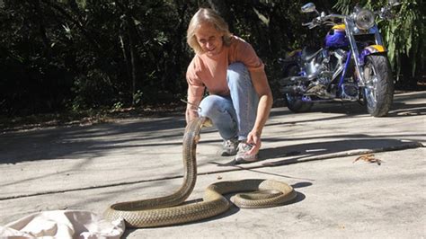 8 Foot King Cobra On Loose In Florida School Takes Precautions Fox News