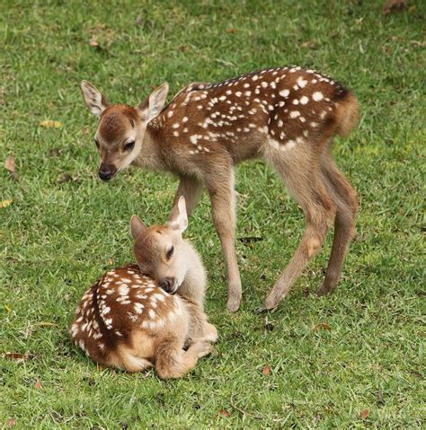 Adorable Baby Deer Siblings Health Pinterest Baby Deer Siblings