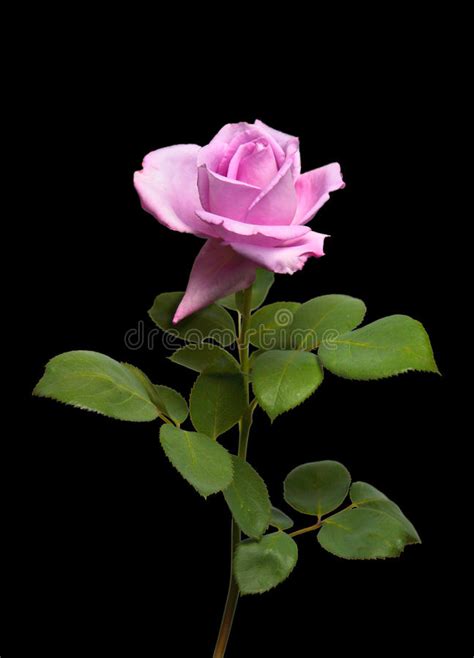 Pink Rose Stock Photo Image Of Roses Isolated Blossom 13323978