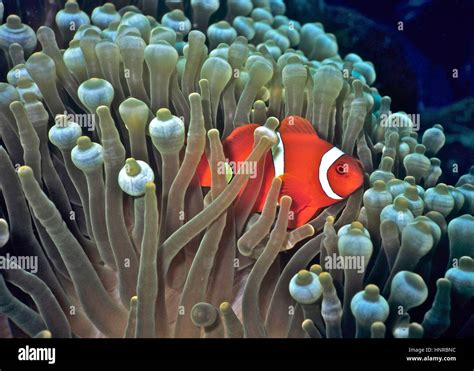 A Clownfish Amphiprion Percula Sheltering Among The Tentacles Of Its