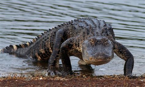 Dangerous Animals In Arizona Farm Animals Deserve Protection Too