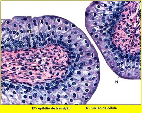 Blog De Biologia Histologia