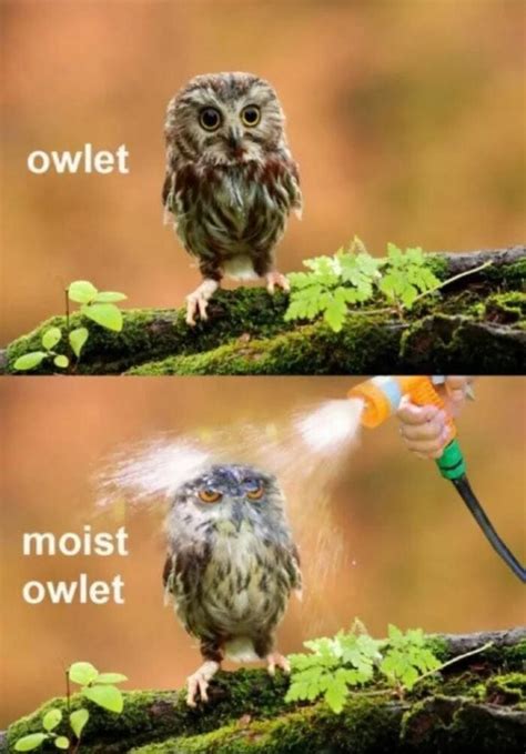 25 Of The Cutest Owl Memes To Brighten Your Day Lets Eat Cake