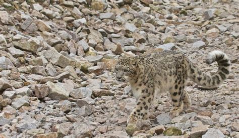 Snow Leopard Panthera Uncia About Animals
