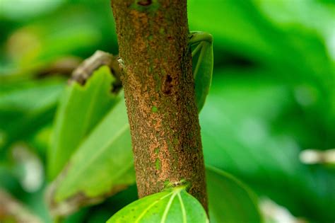 How To Grow Cinnamon