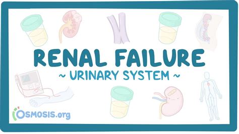 Urinary System Renal Failure Osmosis Video Library
