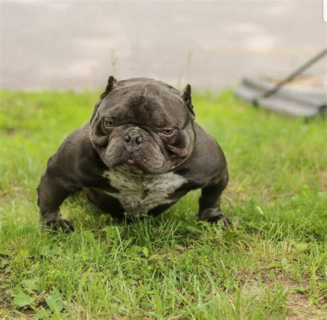 Harlequin pinscher is originated from germany but english bulldog is originated from united kingdom. Exotic Micro French Bulldog | French Bulldog