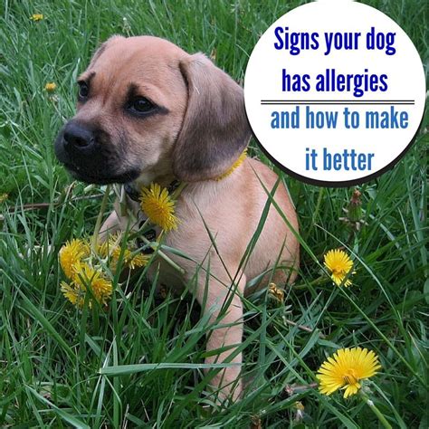 How Do You Know Your Dog Has Allergies