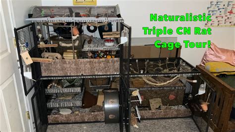 Naturalistic Triple Critter Nation Rat Cage Tour Youtube