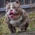 POCKET BULLY KENNEL VENOMLINE: NEWS, AVAILABLE PUPPIES FOR SALE ...