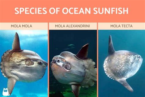 Ocean Sunfish Or Mola Characteristics Habitat Feeding And Reproduction