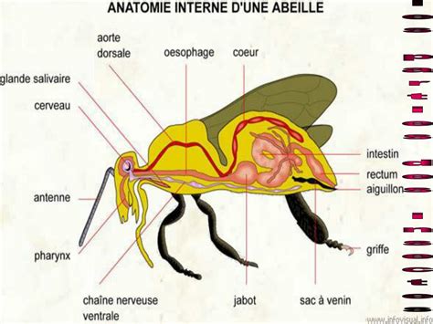 Ppt Les Insectes Powerpoint Presentation Free Download Id6171263