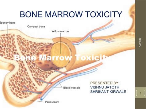 Bone Marrow Toxicityand Structure And Function Of Bone Marrow