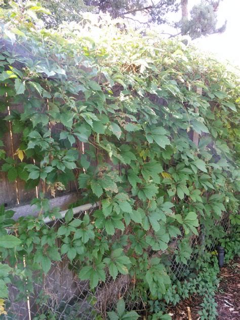 Climbing Vine Walter Reeves The Georgia Gardener