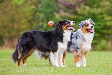 Australian Shepherd 🐾 Charakter And Haltung Zooplus