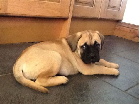 Chunky English Bull Mastiff Puppies Doncaster South