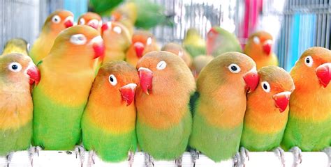 Best reviews guide analyzes and compares all pet birds of 2021. 3 Best Pet Parrots for Beginners - Aviculture Hub