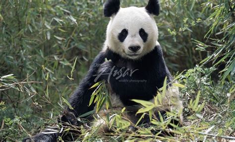 Panda Bear Panda Panda Bear Endangered Pandas