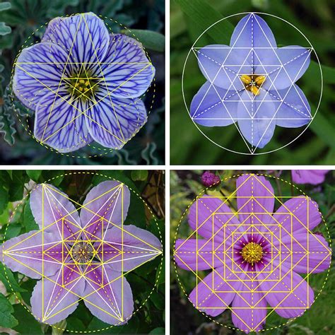 Sacred Geometry Digital Art Flower Nature Patterns Sacred Geometry