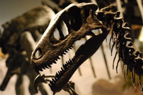 Spielbergs Raptor The Wild True Story Behind “utahraptor” Way Daily