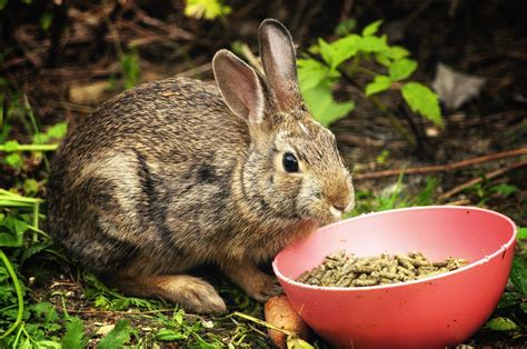 Qu Comen Los Conejos Salvajes Qu Como Y C Mo Alimentarlos