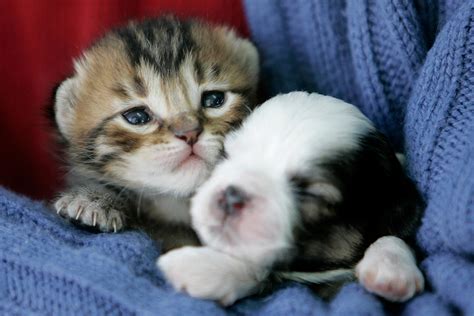 Baby Kittens And Puppies Happy Kitten Morning Cute Puppies And