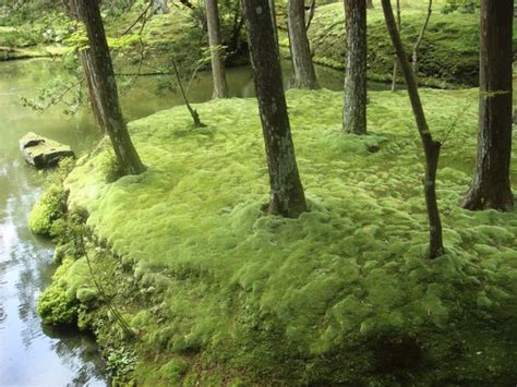 Gamut Of Greens Grow A Beautiful Verdant Green Garden Of Moss