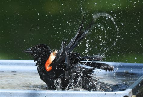 Maybe you would like to learn more about one of these? Staying cool at the bird bath | News, Sports, Jobs - Times ...