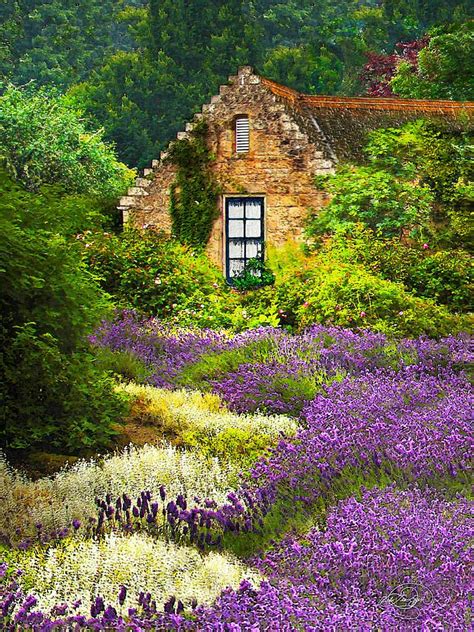 Cottage Amidst The Lavender By Vicki Lea Eggen Cottage Garden Dream