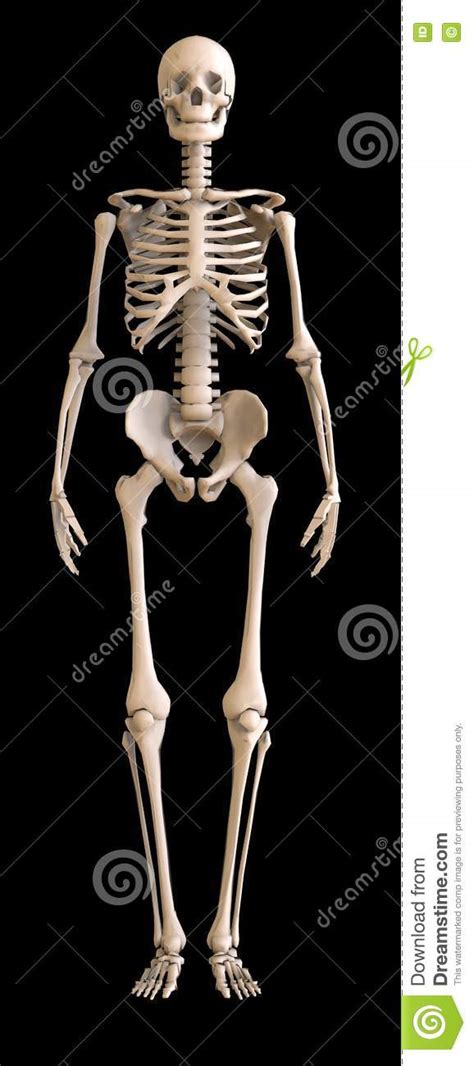 Skeleton Front View Human Skeleton On Black Background Stock