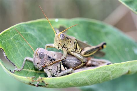 Grasshoppers Mating Mating Grasshoppers At Middle Run Wh Flickr