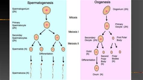 1st Science 5 Cellular Reproduction Of Sex Cells