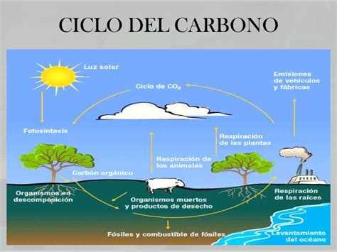 El Ciclo Del Carbono Ciclo Biogeoquímico Química Wikisabio