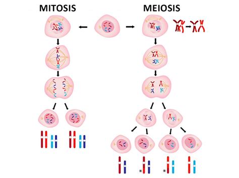 Mitosis Y Meiosis 🥇 Resumen Diferencias Y Ejercicios