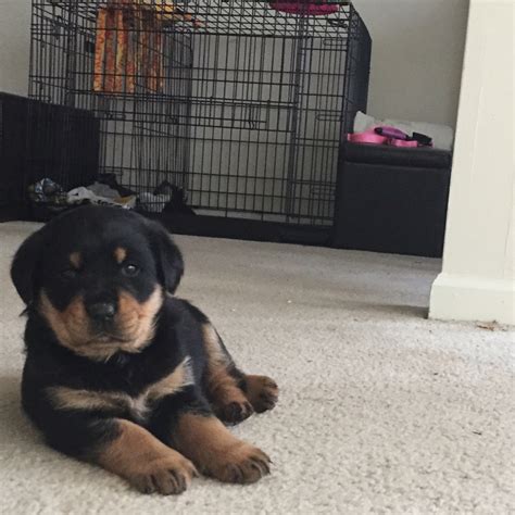 Puppy is now 9 weeks old and ready for her new home. Rottweiler Puppies For Sale | Greensboro, NC #179868