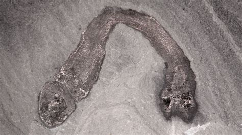 Penis Shaped Fossils From Canadian Rockies Solve Century Old Mystery