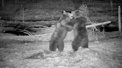 Bears Cubs Play Fighting In The Middle Of The Forest 🐻🥊 Youtube