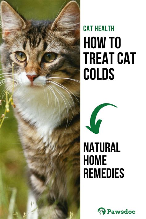 How To Deal With Cat Colds Natural Remedies Cat Cold Cat Sneezing
