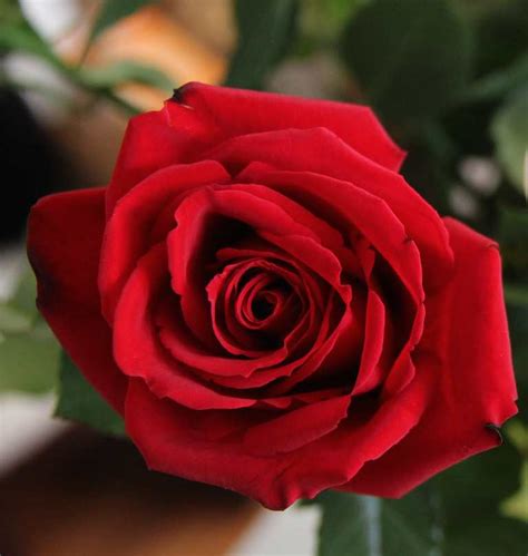 الناس لا يعيشون إلا بالناس. صور ورد أحمر طبيعي رومانسي Red Rose - صور ورد وزهور Rose ...