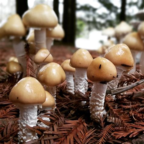 A Forest Of Stropharia Ambigua Rmycology