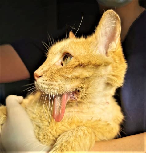 Oral Scc In A Cat Treated With Radical Madibulectomy Good Recovery And