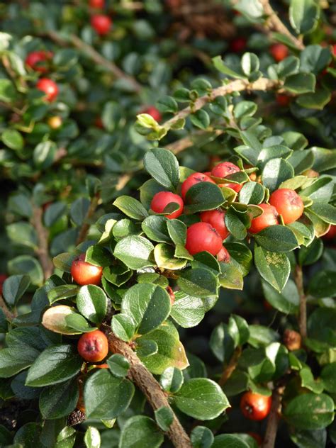 Red Berries At This Time Of Year Veterinary Poisons Information Service