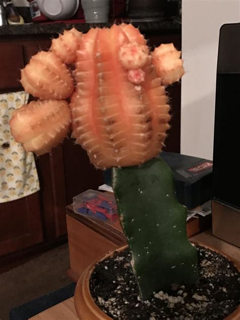 How do i evolve misdreavus in pokemon x and y? Ask a Question forum: Moon cactus losing color - Garden.org