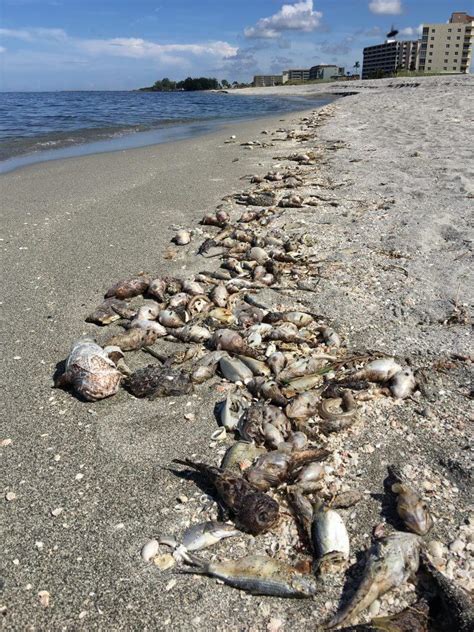 Save thousands when you list with a local redfin agent. What Is a Red Tide? | NOAA SciJinks - All About Weather