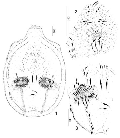 Origmatrachys Peruensis Sp Nov Holotype Female 1 Body In Dorsal