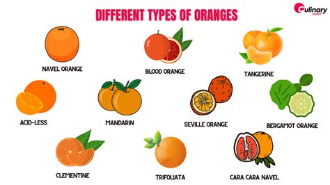 Types Of Oranges 10 Types Of Oranges Ng