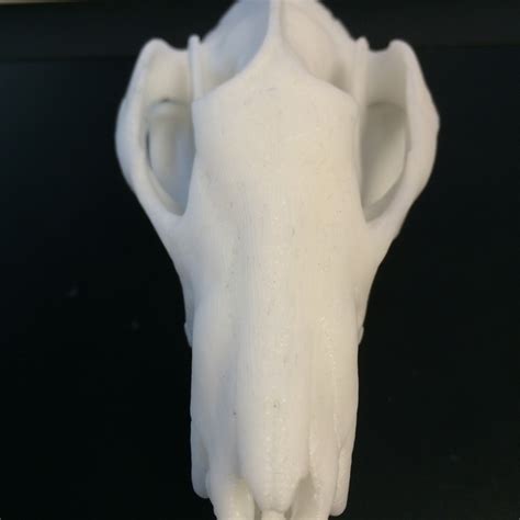3d Printable Skull Of A Virginia Opossum By Steven Pfaff